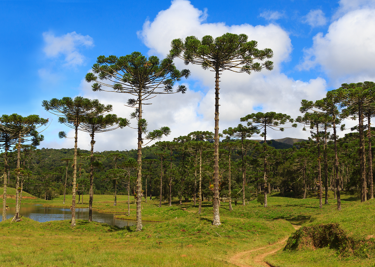araucaria
